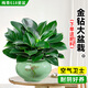 開(kāi)時(shí)果 大盆金鉆綠公主盆栽 水培綠植室內好養大葉綠蘿植物源頭直發(fā)包郵 【約25-35cm】精品A級金鉆+梅青618瓷盆