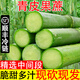 鮮級佳陶山甘蔗青皮整根現砍 脆甜綠皮蔗當季應季新鮮孕婦時(shí)令水果整箱 凈重5斤精選裝【中間兩個(gè)節】