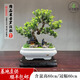 卓美御庭羅漢松盆景室內(nèi)外桌面辦公室庭院老樁真樹(shù)迎客松高端盆栽綠植擺件 精品羅漢松01號(hào)