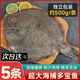 賣(mài)魚(yú)七郎多寶魚(yú)新鮮無(wú)冰比目魚(yú)大菱鲆偏口魚(yú)新鮮鮮活冷凍海鮮批發(fā) 500g/條【海捕多寶魚(yú)】 熱銷(xiāo)中:5條裝【老客戶(hù)囤貨專(zhuān)享】