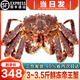 海澤鮮 帝王蟹俄羅斯進(jìn)口特大鮮活冰鮮超大皇帝蟹大螃蟹節日送禮 3-3.5斤【嘗鮮】