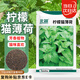 北蔬 貓薄荷種子可食用四季室內(nèi)外盆栽花草籽 檸檬貓薄荷種子約1500粒