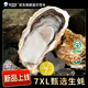 貝司令 鮮活乳山生態(tài)生蠔7XL 凈重9斤 9-12只 生鮮源頭直發(fā) 七夕聚餐 