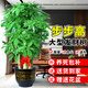 臨雅步步高招財樹(shù)植物大型發(fā)財樹(shù)盆栽喬遷開(kāi)業(yè)1.5-1.6m福字盆源頭直發(fā)