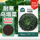 北蔬 烏塌菜種子苗耐寒黑葉烏塔菜秋冬季蔬菜種籽 烏塌菜種子4000粒
