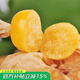 壽禾 東北姑娘果燈籠果種子洋菇娘黃金莓盆栽蔬菜陽臺盆栽秋冬季種籽 洋姑娘種子100粒紅菇娘種子200粒