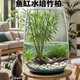 臨雅魚缸水培植物造景竹柏樹苗袖珍椰子一木成景水草水生植物水養(yǎng)盆栽 水培竹柏(25-35cm)好養(yǎng)耐活 5棵