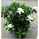 大葉梔子花苗帶花苞四季開(kāi)花帶土發(fā)貨綠植盆栽花卉 三年苗【牡丹梔子花】 不含盆