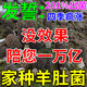 羊肚菌種蘑菇金針菇種植包陽臺(tái)室內(nèi)家庭懶人自種四季高產(chǎn)可食用菌 羊肚菌種300ml1瓶