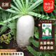 北蔬 白蘿卜種子苗大白皮水果蘿卜秋季蔬菜種籽 九斤王白蘿卜種子15g