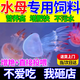 YEE赤月水母飼料次日達免孵化豐年蝦卵水母糧吃食物專(zhuān)用飼料快速增肥 50g裝+喂食勺 赤月海月桃花水母吃的豐年蝦卵飼料