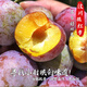 【順豐】正宗汶川青紅脆李脫骨李子高原脆李新鮮水果產(chǎn)地直發(fā) 脆紅李5斤【東三省發(fā)中通】 精選中果果【80%人選擇】
