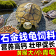 奈寵石金錢(qián)烏龜飼料大龜專(zhuān)用高鈣糧食小顆粒寵物黃喉小青擬水幼龜蝦干 小顆?！灸鲜笮∏鄬?zhuān)用糧】680ml