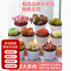 墨一【送貨上門(mén)】多肉植物帶盆大顆多肉植物盆栽組合辦公室內桌面花卉 3盆單頭【9-11厘米原盆栽好】 帶盆栽好