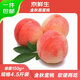 京鮮生山東金秋紅蜜桃 凈重4.5斤 單果150g起 新鮮水果 源頭直發(fā)