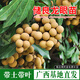 豐滿(mǎn)年廣西龍眼樹(shù)苗 儲良龍眼嫁接苗 肉厚蜜甜盆栽庭院陽(yáng)臺種植龍眼桂圓 儲良龍眼嫁接苗（帶土帶葉） 兩年苗50-60cm高