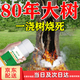 爛樹(shù)根特效藥環(huán)嗪酮除i樹(shù)死樹(shù)劑大樹(shù)爛根的專(zhuān)用藥強力腐根王肥料 大樹(shù)枯助劑 100ml 1瓶 一滴死強力除樹(shù)爛樹(shù)