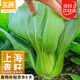 北蔬 上海青種子種苗小油菜秋四季抗熱盆栽蔬菜種籽 上海青種子2000粒