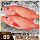東上御品 山東 紅石斑魚(yú)凈重500g*3條 大眼魚(yú)富貴魚(yú) 生鮮魚(yú)類(lèi)-源頭直發(fā)