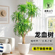 植男植女龍血樹(shù)綠植盆栽龍須樹(shù)室內(nèi)辦公室客廳造型大型落地植物源頭直發(fā)