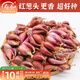 壽禾 四季紅蔥頭小蔥種子火蔥頭四川干皮秋冬季蔬菜萊疏菜陽(yáng)臺種種籽 紅蔥頭 1斤+50g有機肥
