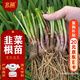 北蔬 韭菜根苗紫根寬葉四季盆栽種植蔬菜苗 韭菜根100棵源頭直發(fā)包郵