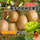 花翁獼猴桃樹(shù)果苗嫁接南北方庭院種植 紅心獼猴桃30-50cm高源頭直發(fā)