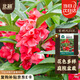 北蔬 鳳仙花種子種苗四季種好養(yǎng)活庭院盆栽花卉 重瓣鳳仙花種子500粒