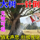 殺大樹(shù)爛根藥一滴死強力除樹(shù)爛根粉大樹(shù)死特效藥大樹(shù)一針倒園藝肥 強效除大樹(shù)【1瓶】