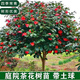 毓耘茶花樹苗原生高桿耐冬茶花樹庭院別墅景觀耐寒四季常青園林綠化 茶花樹【3公分粗】