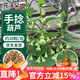花沃里手捻葫蘆種子30粒 花卉種子草籽家庭盆栽陽(yáng)臺辦公庭院花壇種植