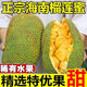榴蓮蜜新鮮海南三亞特產(chǎn)熱帶水果軟糯香甜濕苞巴掌小榴蓮整個包郵 2-3斤(1-2個)