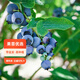 虹越（HONGYUE）藍莓果苗盆栽苗 南方北方庭院陽(yáng)臺種植果樹(shù)苗HN 【南北可種】“一號藍莓”1加侖
