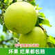 鮮友季安徽碭山青皮皇冠梨酥梨皇翠冠香梨雪梨整箱包郵 凈重8.5斤中大果（單果250g+）