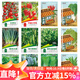 花沃里12款蔬菜種子 黃瓜西紅柿草莓香菜薄荷生菜辣椒白菜菠菜香蔥種籽