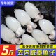 鮮之翁三去小墨魚(yú)仔新鮮冷凍 去內(nèi)臟 生鮮軟足類(lèi) 30-40只/斤 600g(凈重)  2包裝【順豐運(yùn)輸】