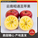 楊家姑娘正宗云南昭通丑蘋(píng)果 冰糖心高山脆甜蘋(píng)果當季新鮮水果禮盒整箱 果徑70-75mm（實(shí)惠中果） 凈4.5斤【80%的人選擇】