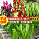 蟲(chóng)蟲(chóng)菜園辣椒苗秧苗七彩小米辣美人螺絲薄皮辣椒種孑子籽大全盆栽四季蔬菜 【穴盤(pán)苗】杭椒苗6棵
