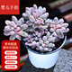 墨一【送貨上門】多肉植物帶盆大顆多肉植物盆栽組合辦公室內(nèi)桌面花卉 嬰兒手指+塑料簡易盆栽好 帶盆栽好