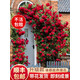 梵花壹木薔薇花苗藤本月季特大花樹庭院爬藤植物花卉盆栽陽臺(tái)玫瑰四季花卉隨機(jī)福利盲盒苗1棵不含盆