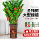 靜黛軒大型綠植金錢(qián)樹(shù)盆栽客廳聚福樹(shù)真花綠植大型發(fā)財樹(shù)喬遷開(kāi)業(yè)植物 富貴人家】精品金錢(qián)樹(shù)70-80cm（高款福字盆