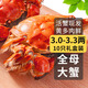 【活蟹】乾澄大閘蟹現貨 全母蟹3.0-3.3兩 10只 鮮活螃蟹去繩足重生鮮海鮮中秋禮盒裝