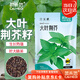菜禾地荊芥種子苗秋天種大葉河南羅勒盆栽蔬菜籽 大葉荊芥種子約1000粒