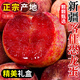 京地達(dá)新疆喀什恐龍蛋李子 凈重3斤單果90g 李子禮盒新鮮源頭直發(fā)包郵