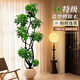 仙植緣【基地發(fā)貨】造型鴨腳木盆栽鴨掌木客廳落地大型綠植八方來(lái)財植物 特級造型鴨腳木|樹(shù)脂白圓球 【拍照選請留電話(huà)】整體高1.5-1.7米