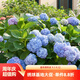 虹越（HONGYUE）大花繡球花盆栽苗 無(wú)盡夏花手鞠萬(wàn)華錦繡球八仙花庭院陽(yáng)臺花卉 【花園大會(huì )特供】大花繡球“無(wú)盡夏”1加侖