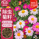 壽禾 除蟲(chóng)菊種子苗混色多年生庭院花卉種籽 除蟲(chóng)菊種子12g約4800粒