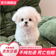 朵蔓純種比熊幼犬小型活物雙血統(tǒng)飛耳卷毛比熊犬家養(yǎng)寵物狗長不大可愛 血統(tǒng)級 比熊 母