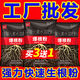 強(qiáng)力生根粉生根壯苗劑水溶肥魔力根多多沖施果樹蔬菜水果促進(jìn)生根 生根爆根粉500g/袋【假一賠十】 無規(guī)格