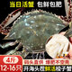 【鮮活發(fā)貨】尚致青島梭子蟹鮮活螃蟹梭子蟹活蟹海蟹飛蟹中秋禮盒 【鮮活】特大4斤(12-16只)